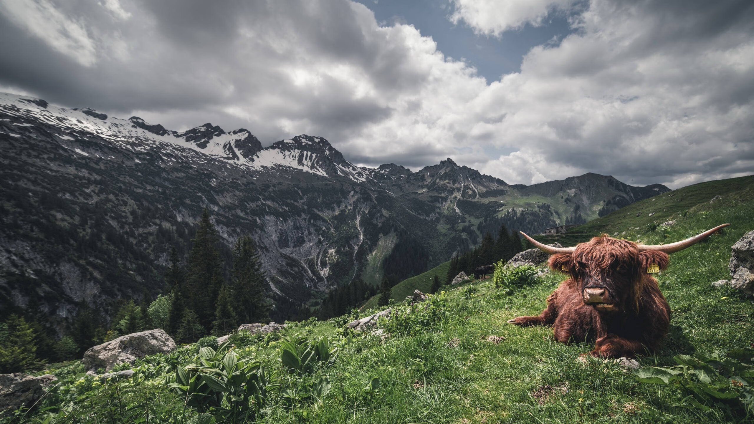 吉诃德与弗拉明戈,塞维利亚用法国队丈量足球的孤独与自由