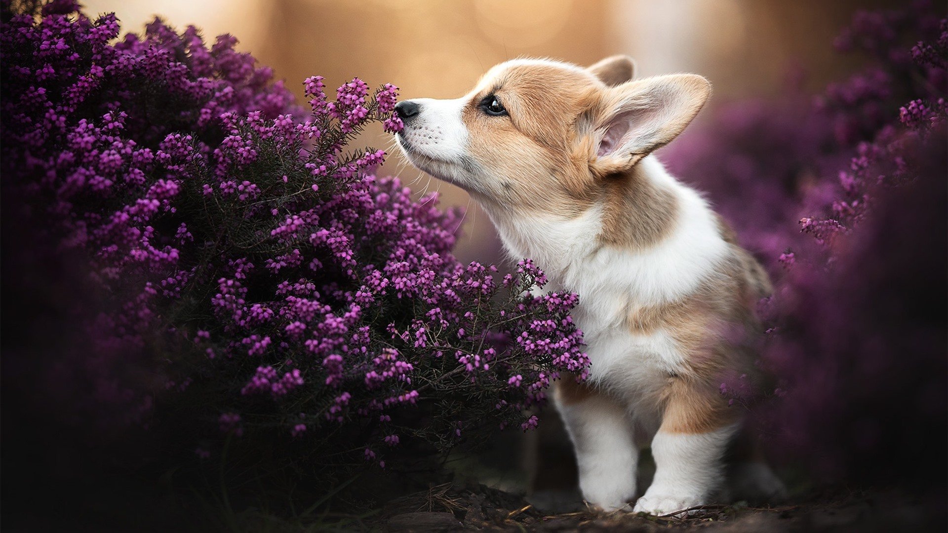 佩雷兹的王者归来,迈凯伦完胜梅赛德斯,重塑F1格局