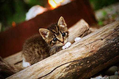 王皓执掌,北欧风暴,一场由中国智慧点亮的斯堪的纳维亚胜利