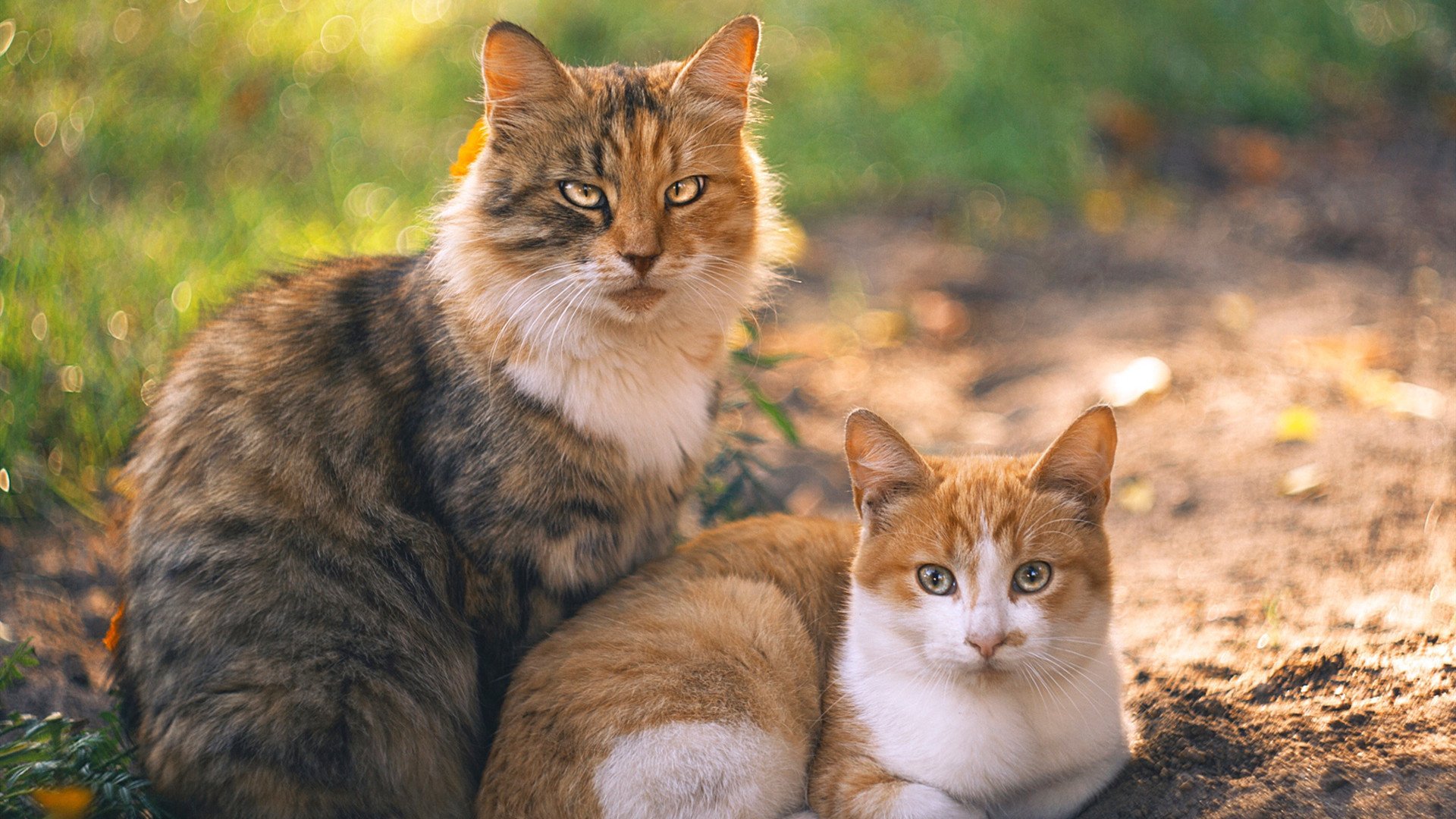 西决生死战,当巴拉圭焚城之火吞没乌克兰铁血雪崩