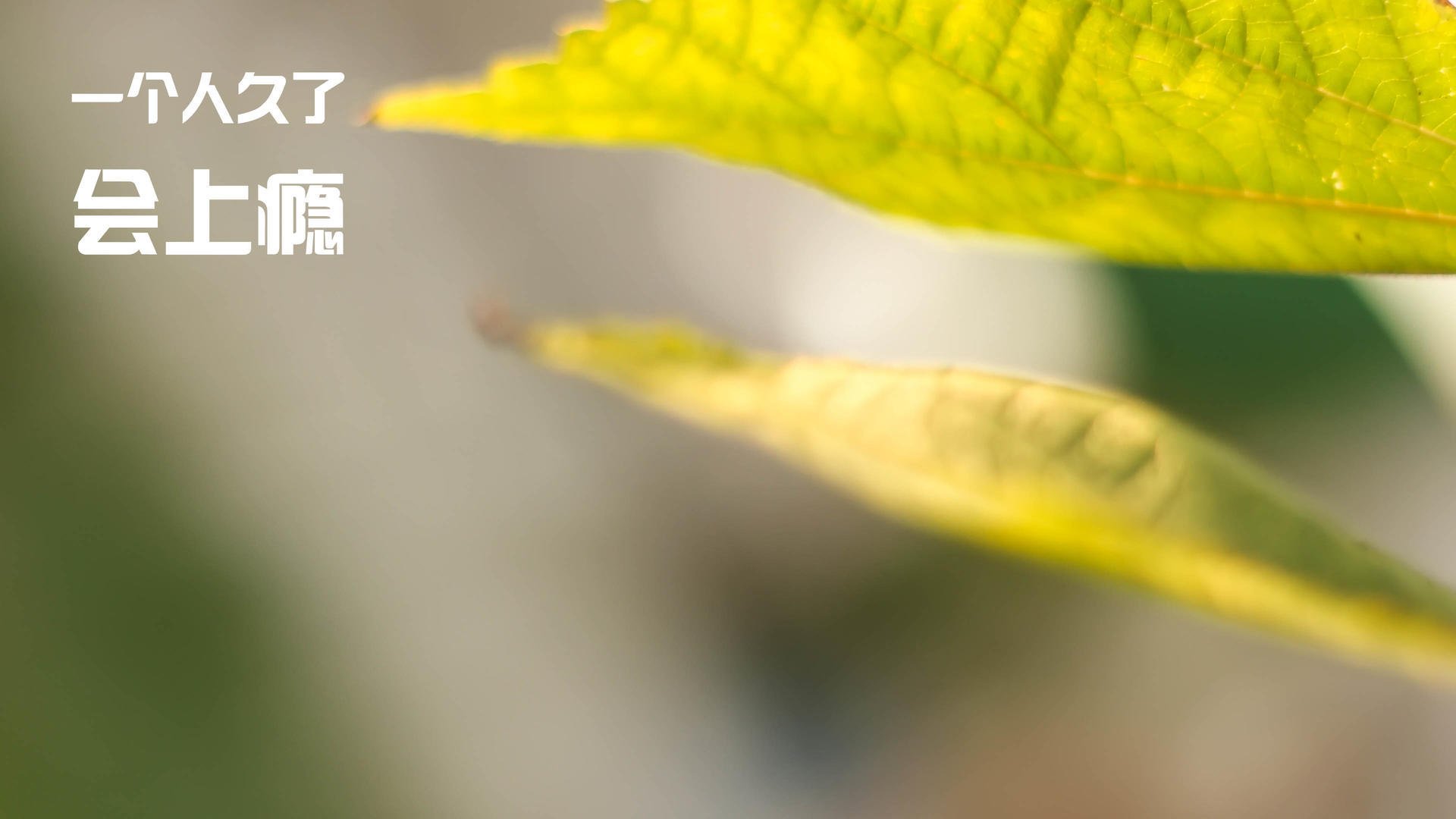 莫兰特独步山巅无可争议，上海队破壁之战撼动平行宇宙