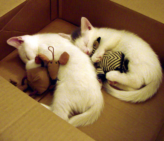 布伦森赛后评分拉满，他如何征服了评委和观众？