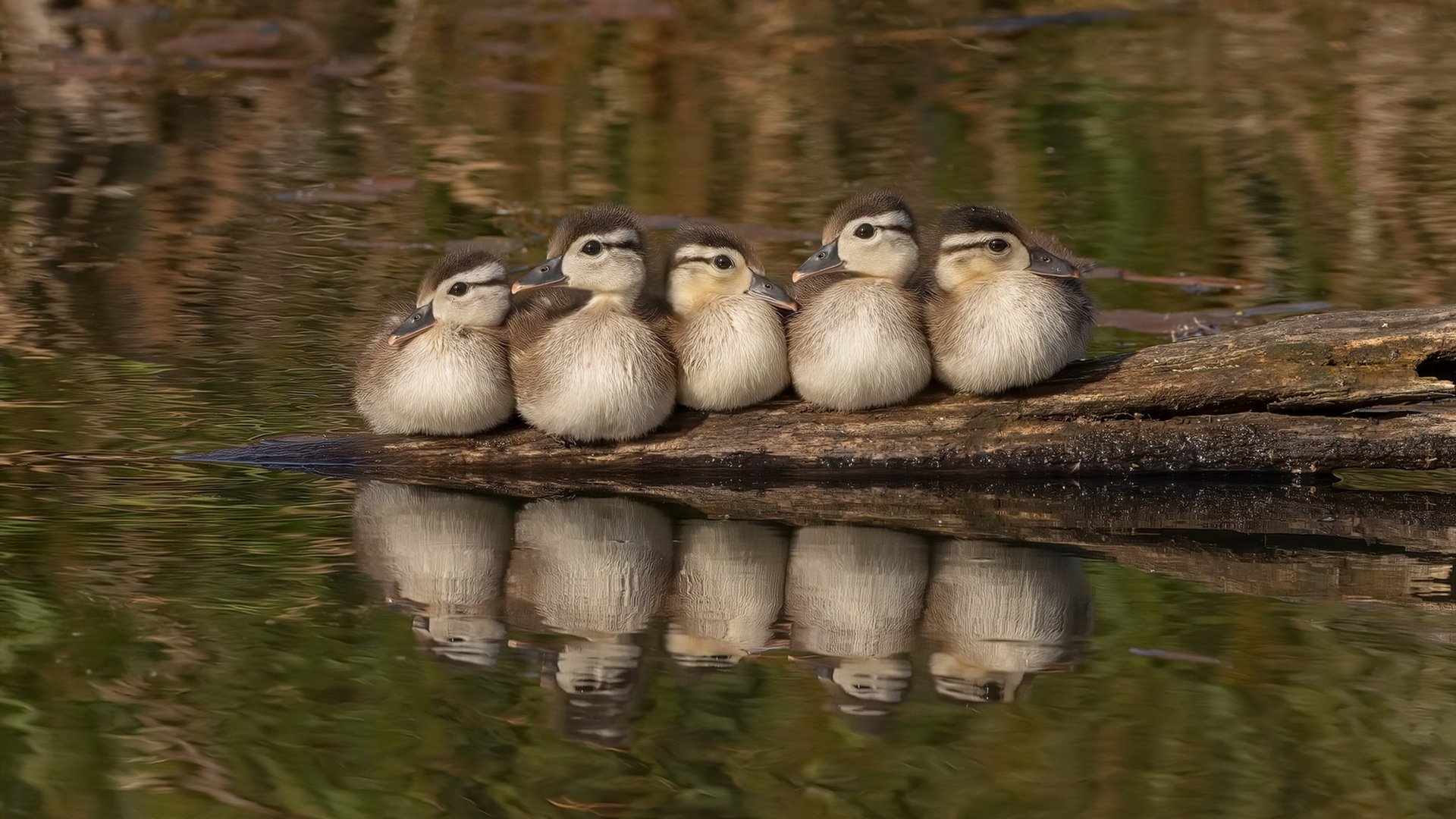 爱游戏-同一天空下的传奇，卡瓦哈尔的坚守与喀麦隆的怒吼