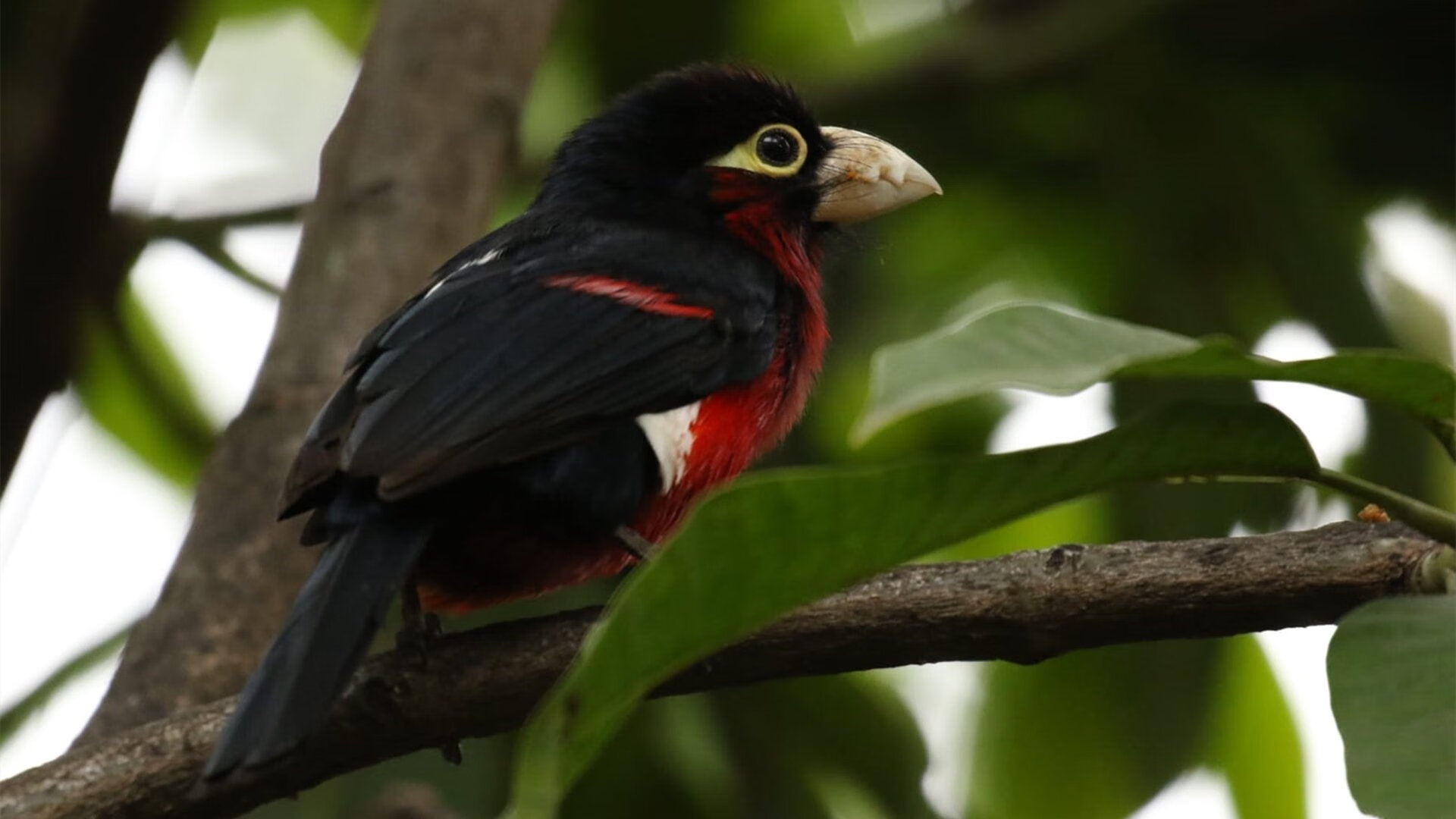 太阳焚原踏平公牛，班凯罗，当个人能力成为终极答案