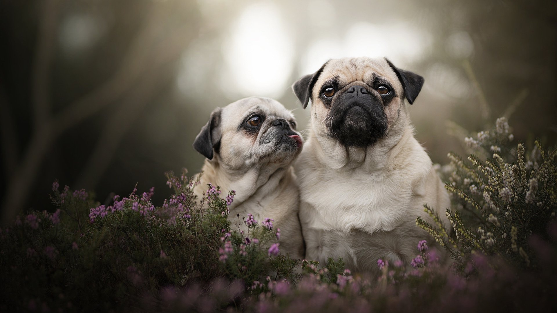 绝境之光，金玟哉一锤定音，切尔西南美远征生死战擒下秘鲁