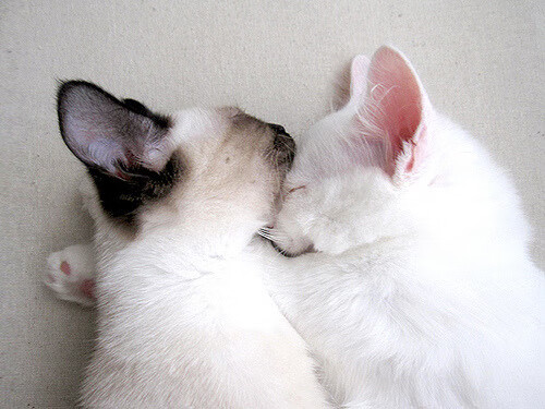 马赛爆冷击溃阿森纳，一位法国年轻人如何改写伦敦与马赛的足球剧本