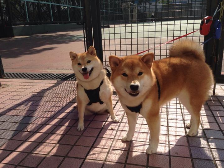 跨越绿茵与硬木,卡塔尔关键战突围牙买加,门迪在NBA季后赛的领袖时刻